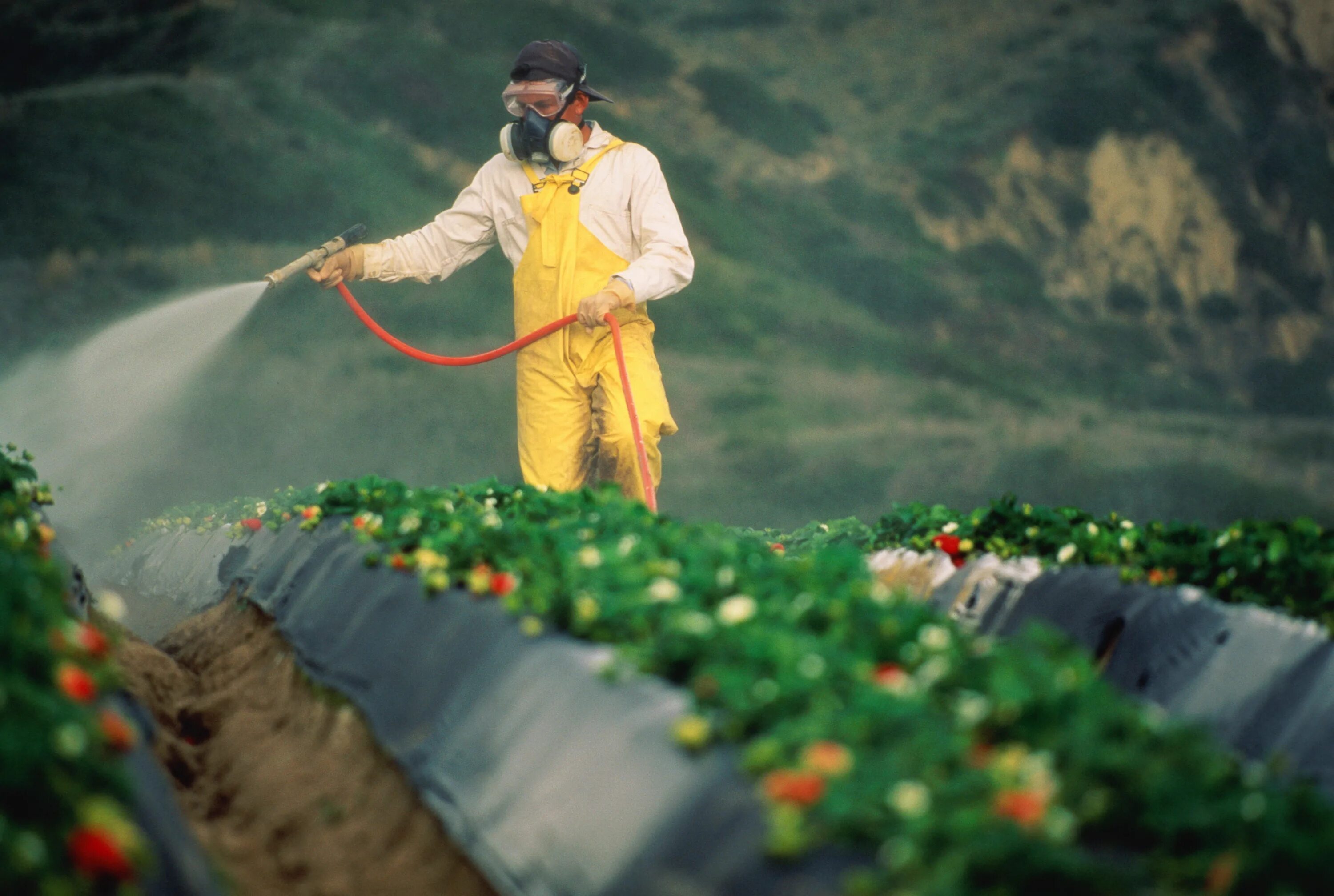 Увеличение пестицидов. Пестициды и химикаты. Отравление ядохимикатами. Удобрения и пестициды. Люди ядохимикаты в сельском хозяйстве.