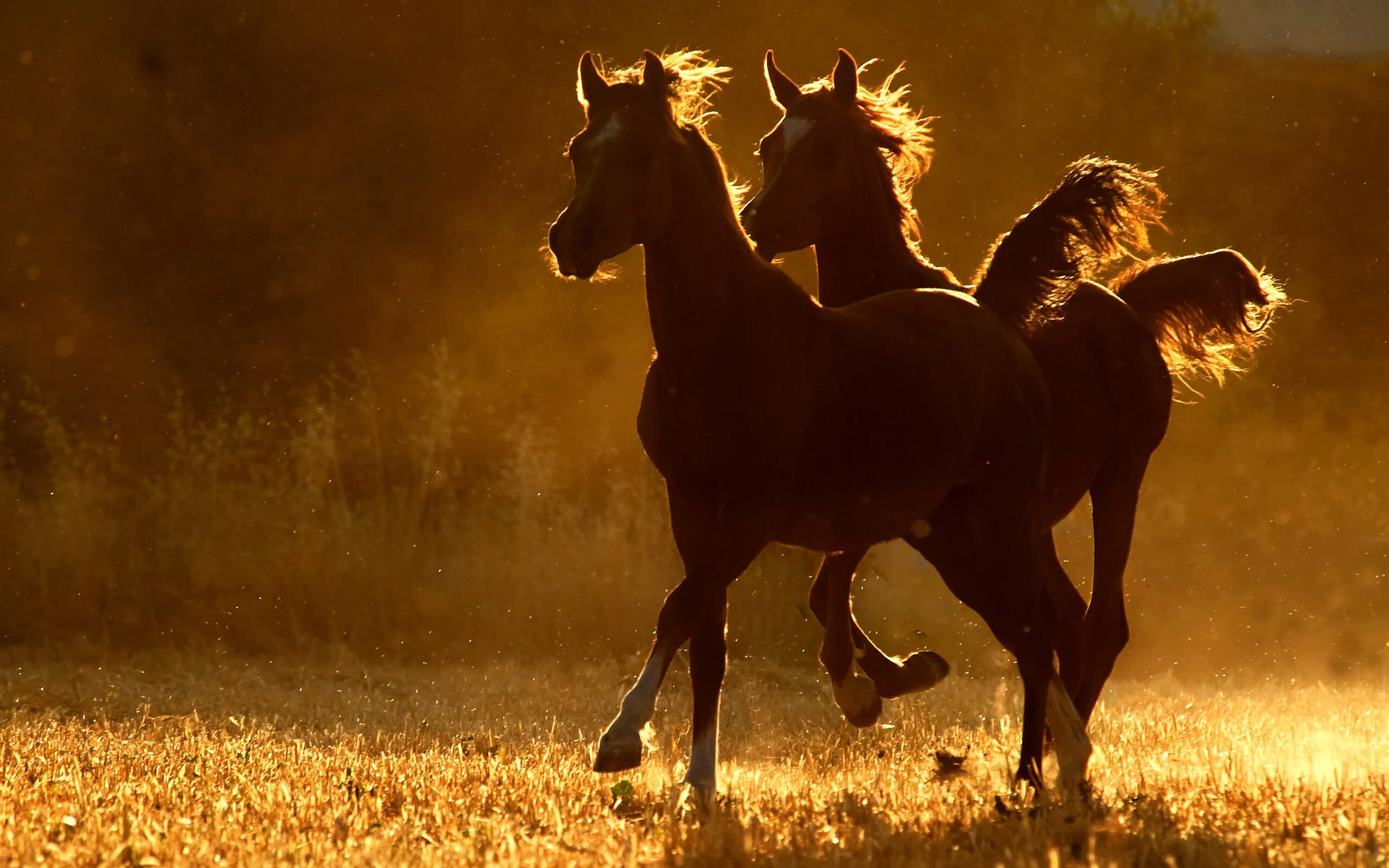 Дикий гнедой Мустанг. Лошадь бежит. Две лошади. Мустанг лошадь. Two horse