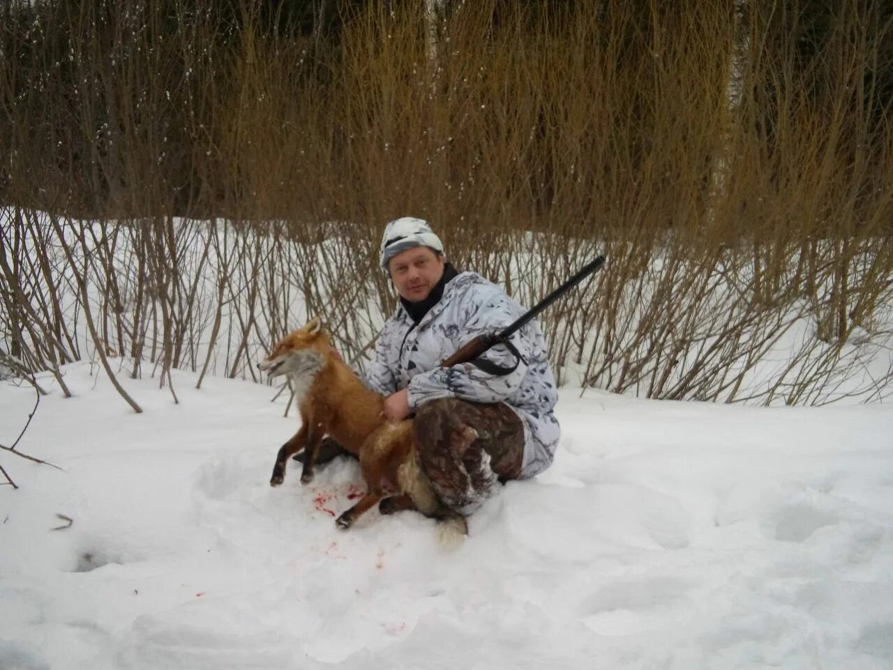 Тропление зайца беляка. Можно охотиться на зайца ночью. Можно охотиться на зайца ночью. Можно охотиться на зайца ночью. Можно охотиться на зайца ночью.