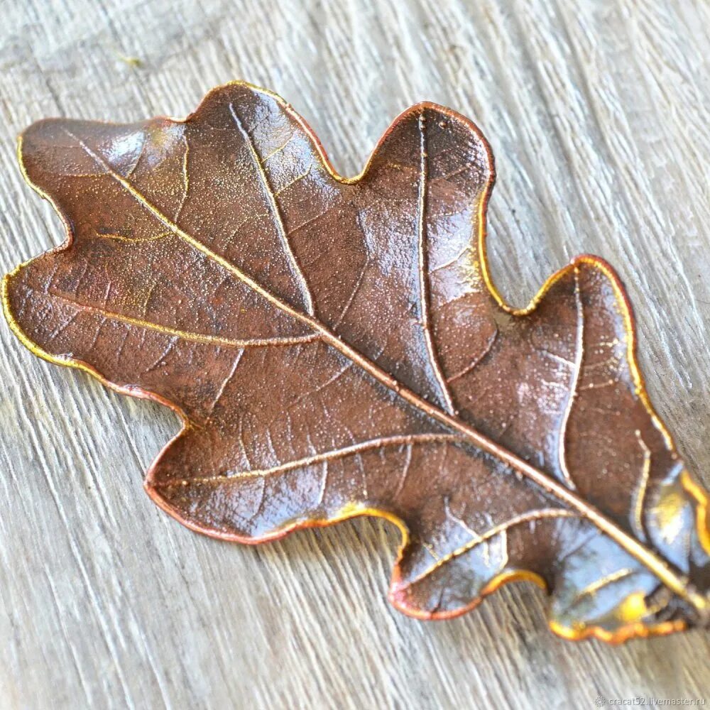 дуб черешчатый форма листа. Quercus lyrata. дубовый лист. листья дуба в геральдике. дубовые листья в геральдике.