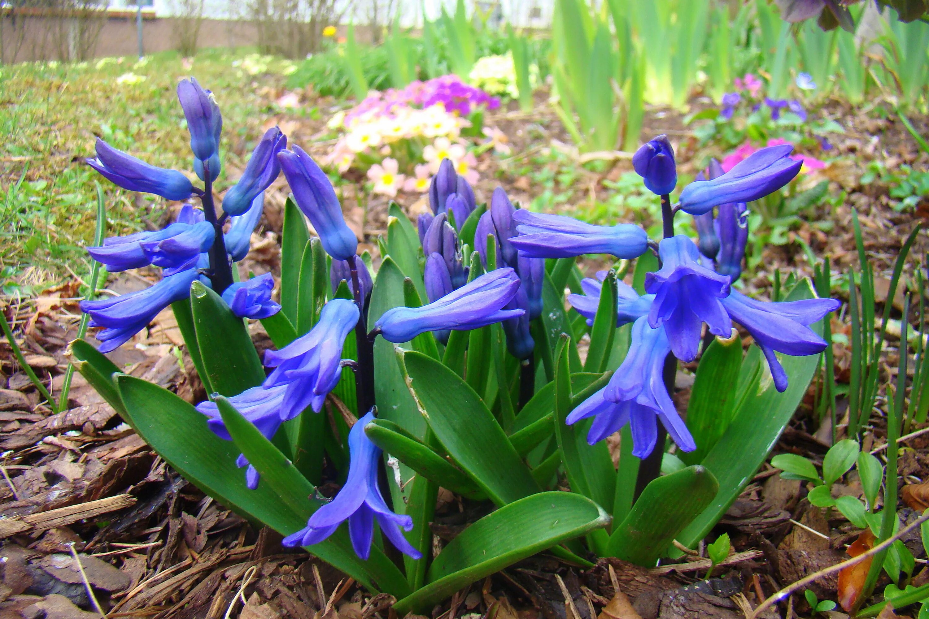 Фото ранних луковичных цветов. Hyacinthus orientalis гиацинт Восточный. Весенние цветы луковичные гиацинт. Гиацинт Литвинова Hyacinthus litwinowii. Гиаци́нт закаспийский (.