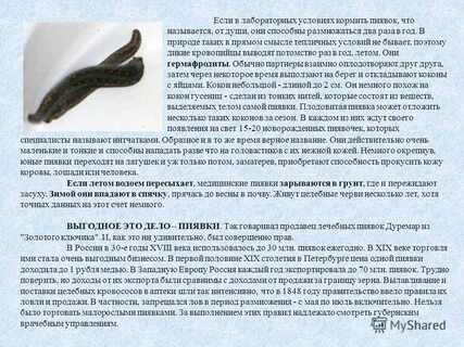 Сколько раз использовать пиявок