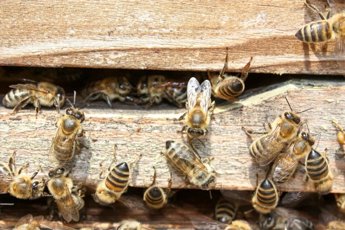 Леток что это. Улей для пчел. Пчелы в улье. Медовая пчела. Пчелы и мед.