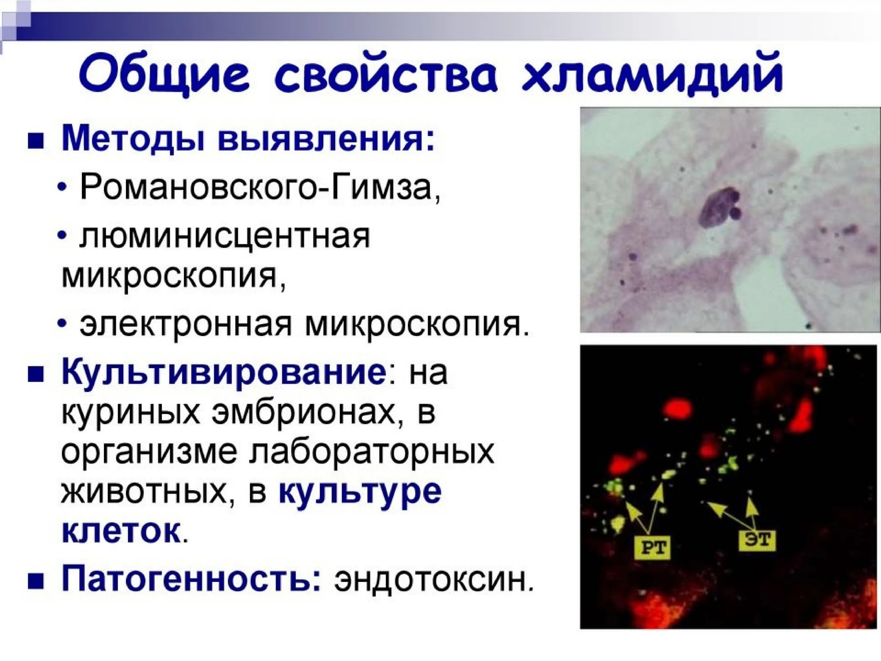 Хламидии формы. Метод выявления хламидий. Способы выявления хламидий. Chlamydia trachomatis микроскопия. Риккетсий, хламидий, микоплазм..