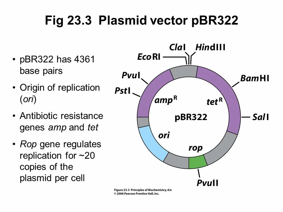 Векторы плазмиды. Плазмидный вектор pbr322. Вектор на плазмида pbr322. Строение плазмиды на примере pbr322. Структура плазмид.