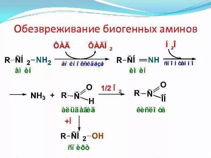 Биогенные амины реакции