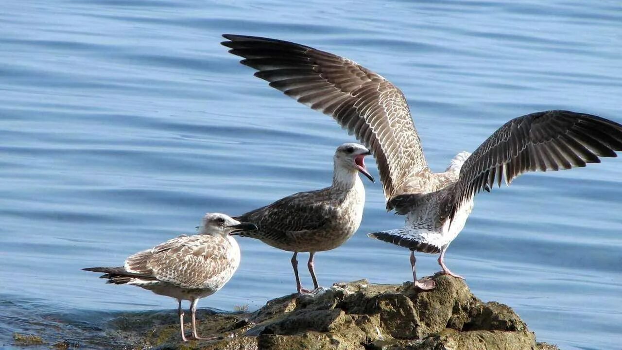 Чайка Баклан Альбатрос. Балтийская Чайка Баклан. Морская Чайка Баклан. Чайка Буревестник Баклан.