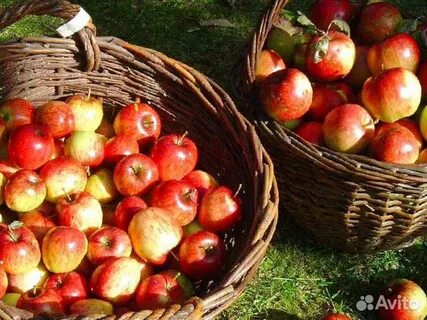 Яблоки коробовка фото