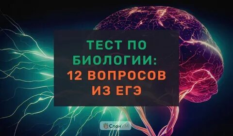 Жизнь без егэ