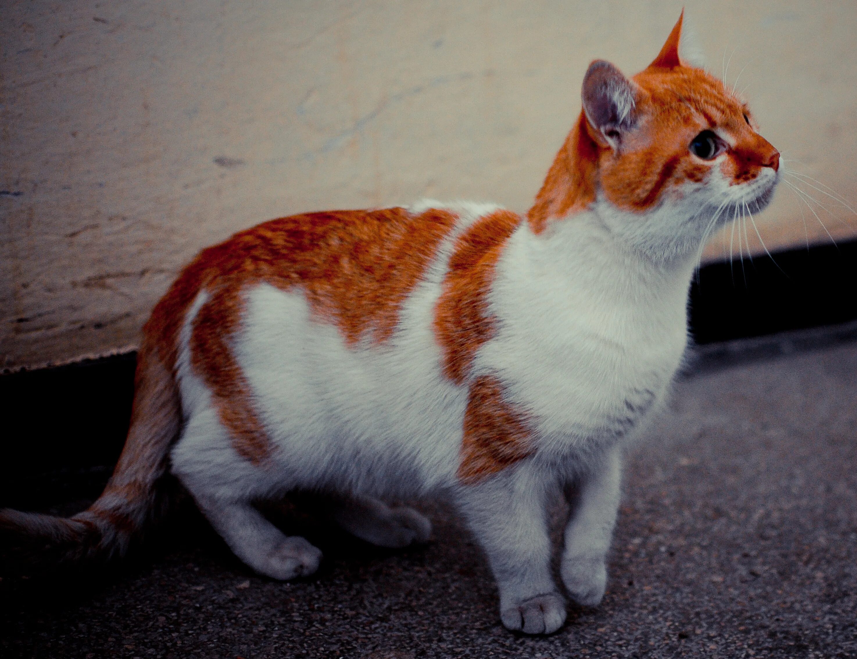 Кошка рыжая с пятнами порода. Табби биколор. Манчкин биколор. Кошка табби биколор. Манчкин (порода кошек).