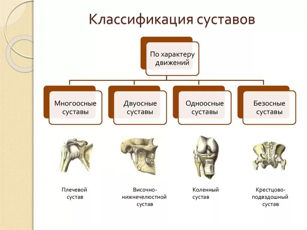 Соединение костей строение сустава классификация суставов. Классификация суставов (по форме, по функции). Классификация суставов по форме по строению анатомия. Классификация суставов по форме суставных поверхностей и функции.