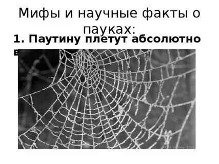 Паук плетет паутину это активность или деятельность