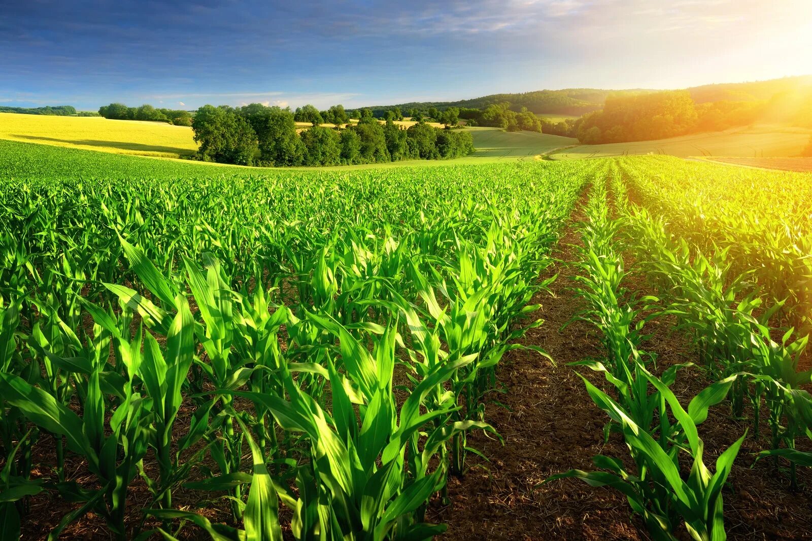 Natural farming. Кукурузное поле. Поле сельское хозяйство. Сельскохозяйственные растения. Красивое поле сельское хозяйство.