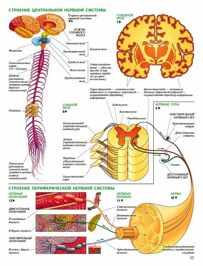 Строение нерва рисунок. Анатомические структуры центрального отдела нервной системы:. Схема строения центральной нервной системы головной и спинной мозг. Нервная система человека схема периферическая нервные. Нервная система ЦНС И ПНС схема.