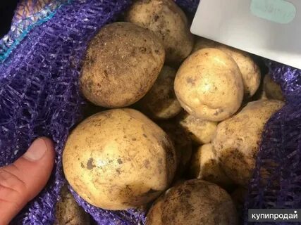 Хранение картофеля гала