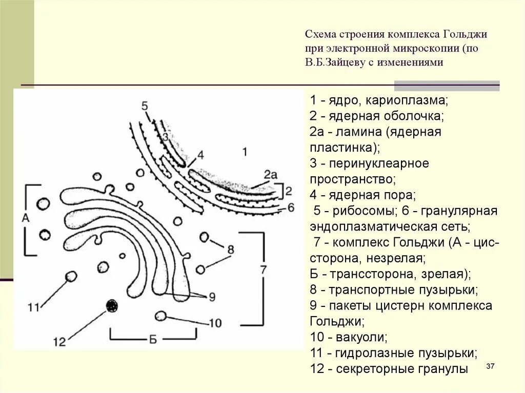 Функции аппарата Гольджи и эндоплазматической сети. Строение и функции эндоплазматической сети и аппарата Гольджи. Схема строения комплекса Гольджи. Схема ультрамикроскопического строения аппарата Гольджи. Эпс строение и функции