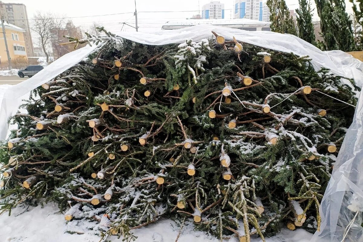 Куда отнести елку после нового года. Выброшенные елки. елочные базары в москве 2025. выброшенная новогодняя елка. елка после нового года.