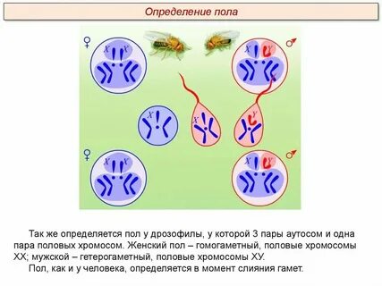 Хромосома отвечающая за пол будущего ребенка