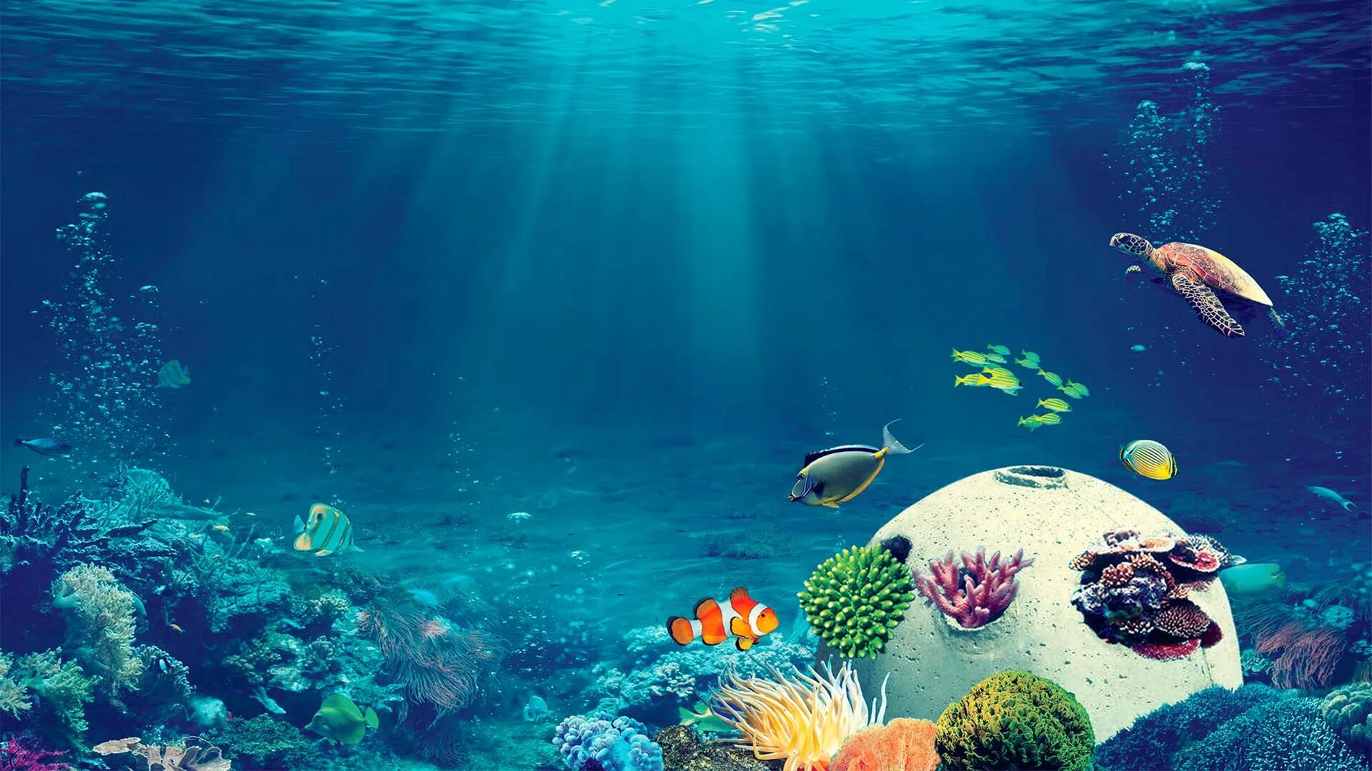 Калуокахина Зачарованный риф. Радости рифа. Обои на рабочий стол коралловый риф. Подводный риф в лучах солнца.
