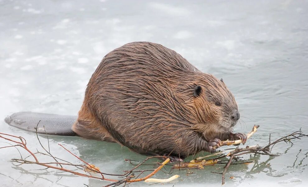 J hs. Хатка ондатры. Национальный парк лосиный остров брбры. Утка с бобром. Речной бобр западносибирский подвид.