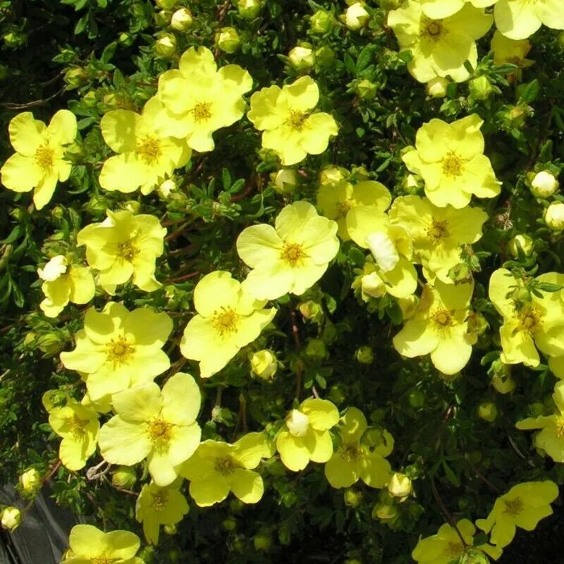 Лапчатка Джекман Вариети. Лапчатка кустарниковая (Potentilla fruticosa). Лапчатка кустарниковая Джакманс Вариети. Лапчатка кустарниковая Джекман. Лапчатка желтая фото