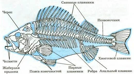 Рыба хвостовой отдел позвоночника. Осевой скелет окуня. Внутреннее строение рыбы скелет. Скелет парных плавников костистой рыбы. Скелет рыбы с подписями.