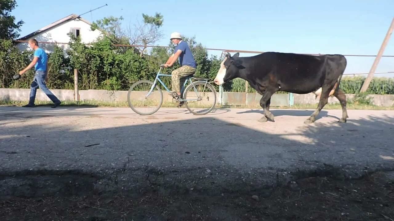 Корова и человек. Пасти коров. Коровы в деревне. Корову ведут на веревке. Веду корову.