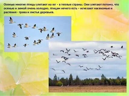Птицы улетают это словосочетание