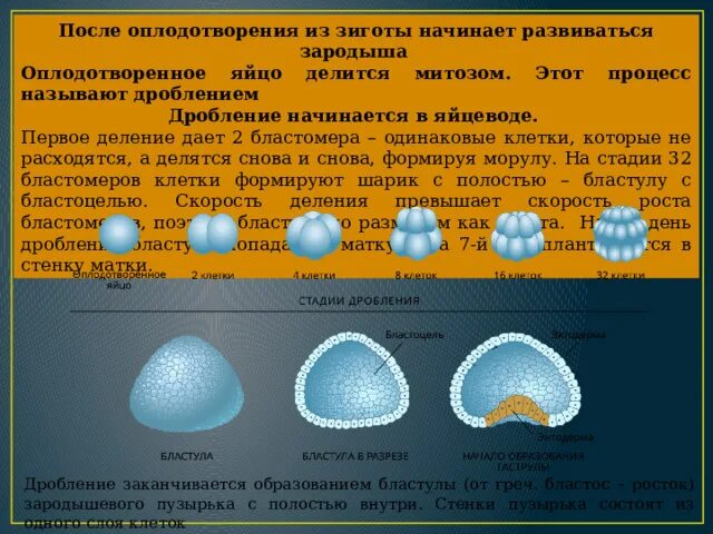 3 признаки зиготы. Дробление после оплодотворения. Что после зиготы. Деление клетки после оплодотворения. Зигота после деления.