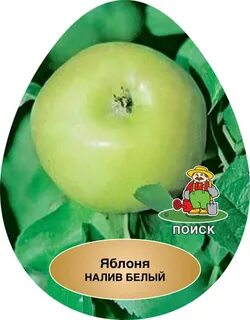 Яблоня налив