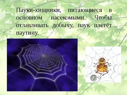 Паук плетет паутину это активность или деятельность