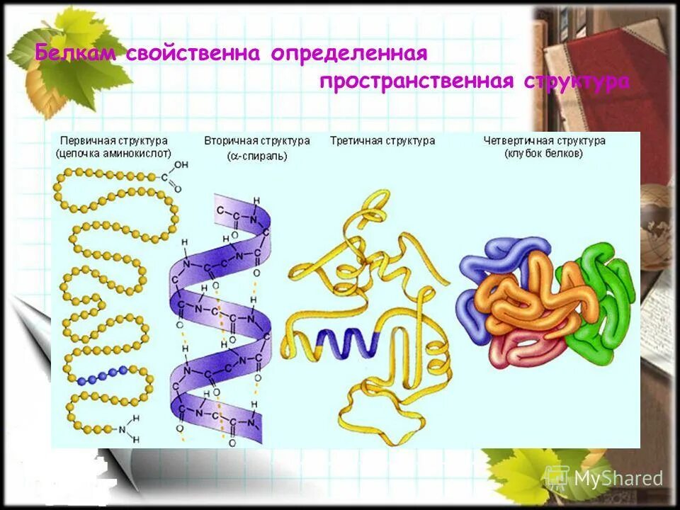 Белки биологические полимеры мономерами. Пространственная структура белка. Факторы, определяющие пространственную структуру белка. Белки биологические полимеры мономерами которых являются. Пространственная структура белков кратко.