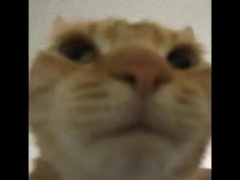 Ghim trên =*.*= Cat Hoàng Thượng Ảnh mèo hài hước, Động vật, Mèo đẹp