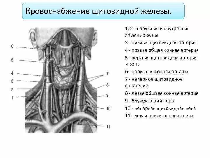 Кровоснабжение щитовидной железы анатомия схема. Иннервация щитовидной железы схема. Щитовидная железа кровоснабжение и иннервация лимфоотток. Анатомия шеи иннервация щитовидной железы. Артерии щитовидной железы