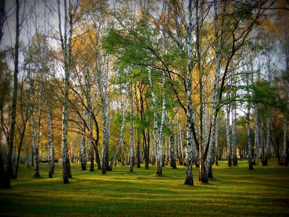 Площадь березовой рощи