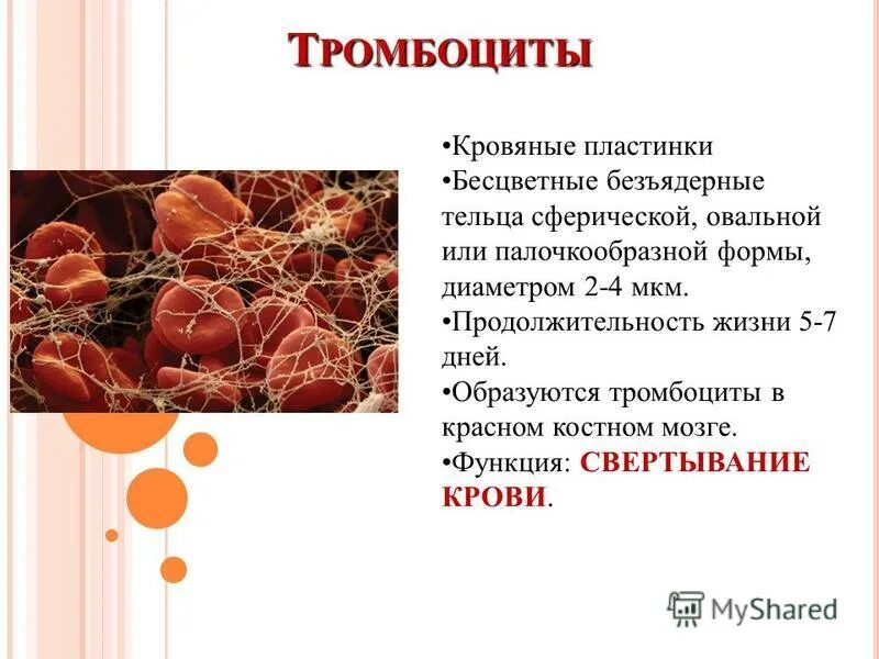 Строение тромбоцитов 8 класс. Тромбоциты строение анатомия. тромбоциты строение и функции. тромбоциты строение состав функции. функции тромбоцитов в крови.