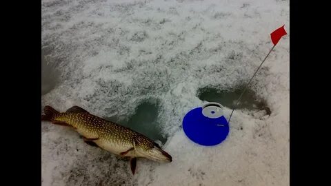 Жерлицы на озере на щуку