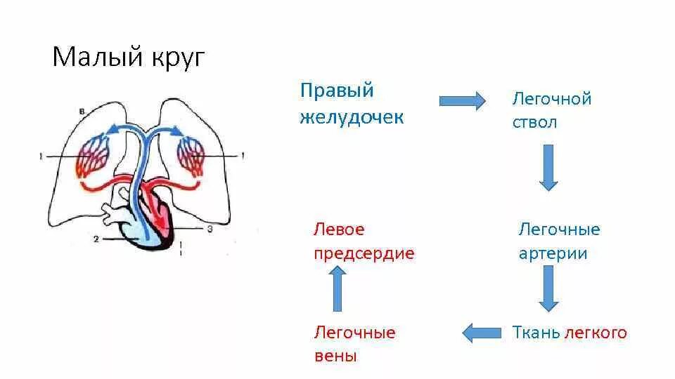 Заканчивается в правом предсердии. Малый круг кровообращения схема. Схема малого круга кровообращения. Малый круг кровообращения правый желудочек схема. Схема большого и малого круга кровообращения 8 класс.