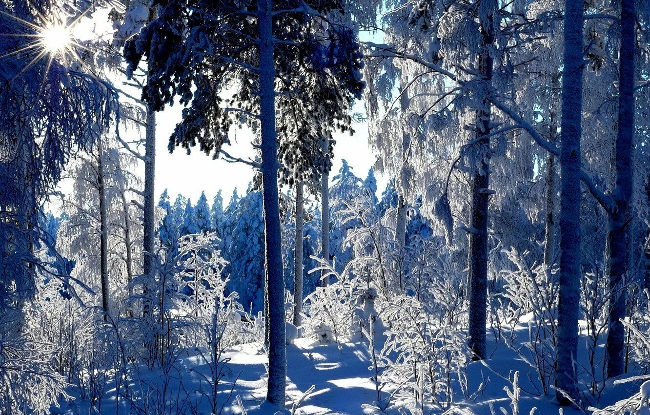 Времена года в лесу природа. Зимний лес. зимой в лесу. снежный лес. сказочный зимний лес.