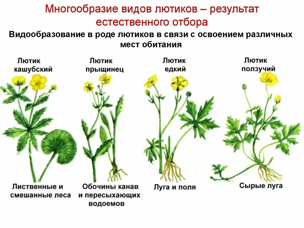 Пример различных видов растений