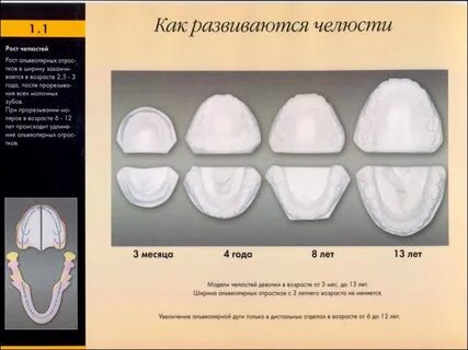 Развитие верхней и нижней челюсти