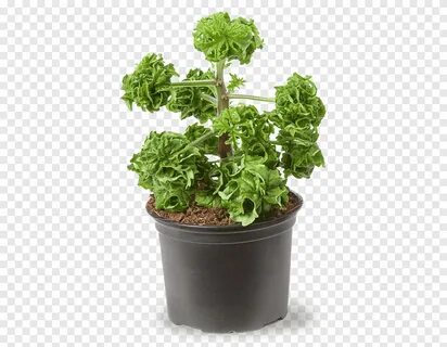 Герань душистая комнатная