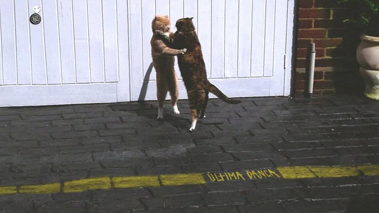Вальсирующий кот. Dancing cat. кот встречает хозяина картинки прикольные.