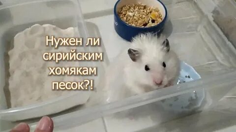 Зачем хомякам песок