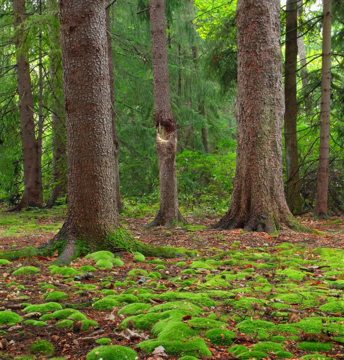 В еловых лесах произрастают. Елово-широколиственных лесов. Растительность хвойно широколиственных лесов.