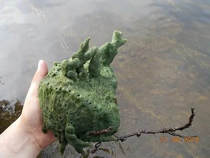 Пресноводная губка 6 букв