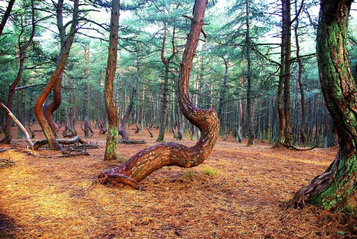 Пляшущий лес. Куршская коса Танцующий лес. Куршская коса Калининград Танцующий лес. Калининград пляшущий лес Куршская коса.