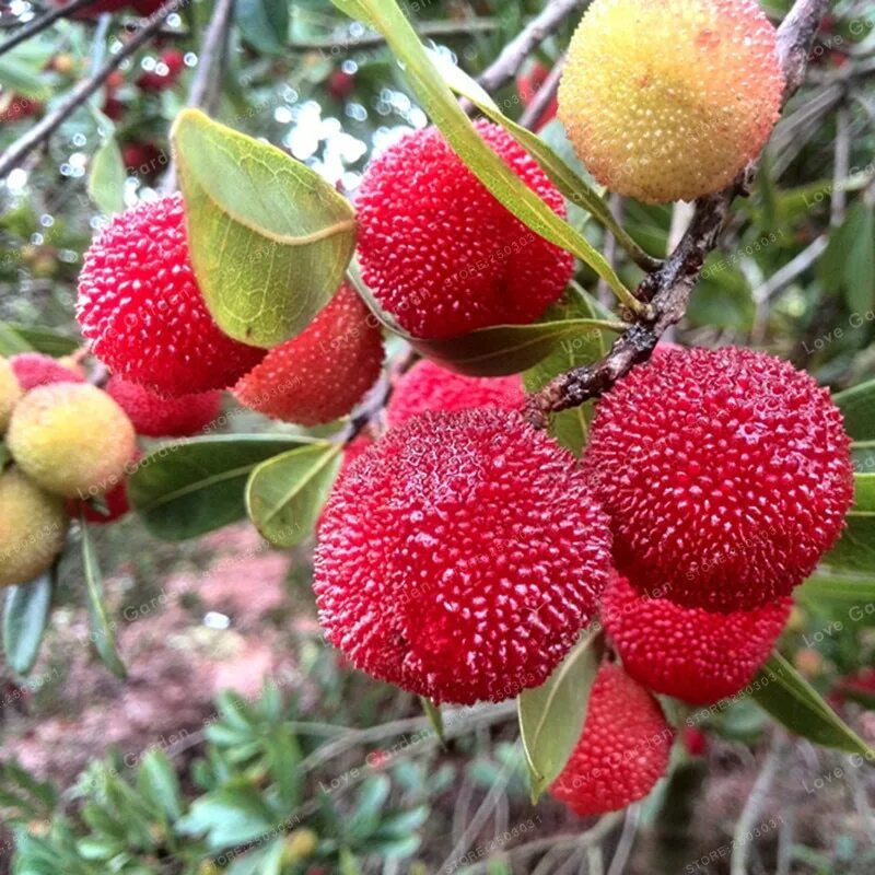 Восковница Myrica rubra. Китайская клубника восковница красная. Янгмей китайская земляника. Восковница Болотная.