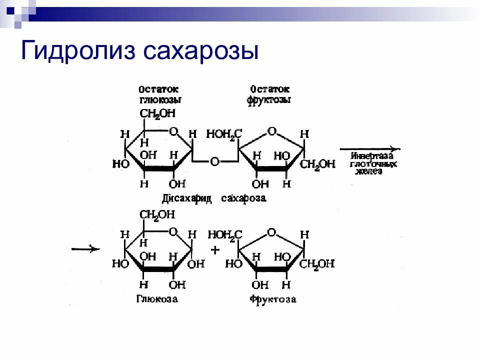 Глюкоза и фруктоза образуются при гидролизе. Схема гидролиза полисахаридов. Реакция гидролиза сахарозы формула. Схема реакций гидролиза полисахаридов. Гидролиз сахарозы до Глюкозы.