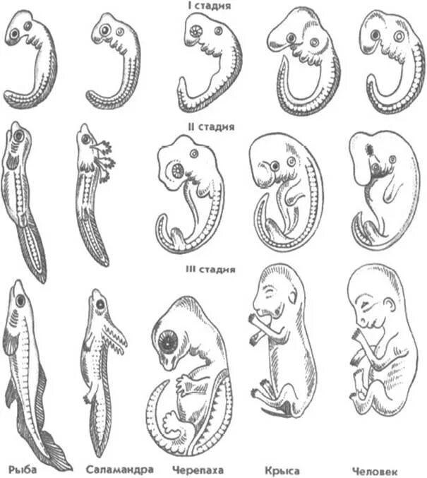 Сходство эмбрионов позвоночных. Сходство эмбрионов позвоночных на ранних стадиях развития. Ранние этапы развития зародышей позвоночных. Сходство зародышей человека и позвоночных. Стадия развития ящерицы